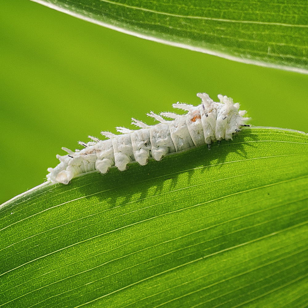 gusano-de-seda-bombyx-mori-sericultura-museo-iberoamericano-de-la-seda-colombia